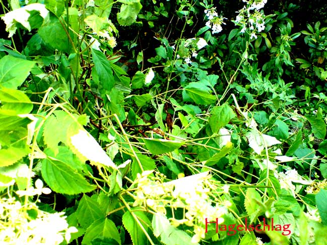 niedergehagelt niedergehagelt