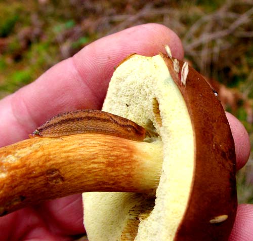 schneckenfrass