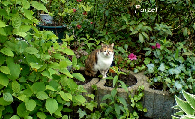 purzelposiertx purzelposiertx