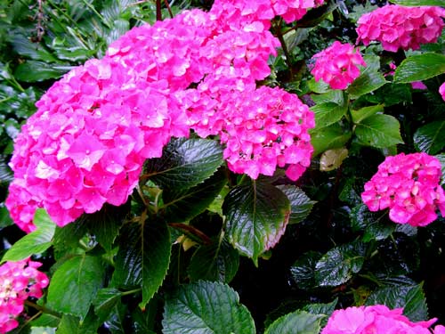 regenaufblumen