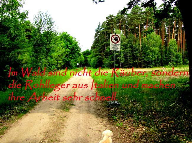 rohrlegerimWaldx