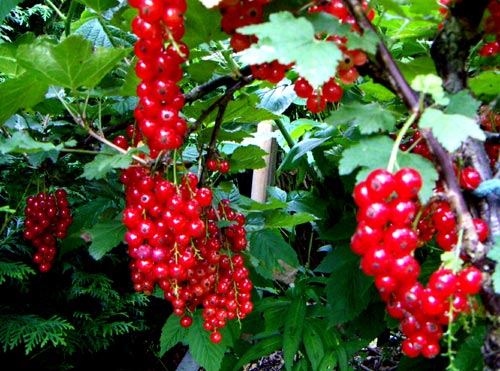 rotejohannesbeeren