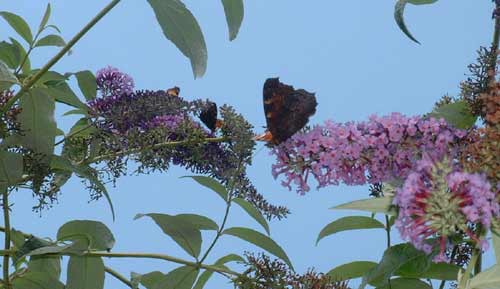 sommerflieder