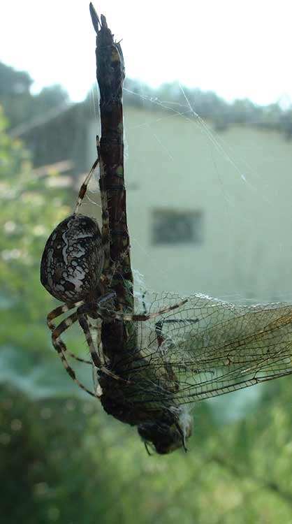 spinne1
