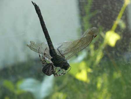 spinne2