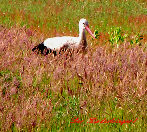 storch