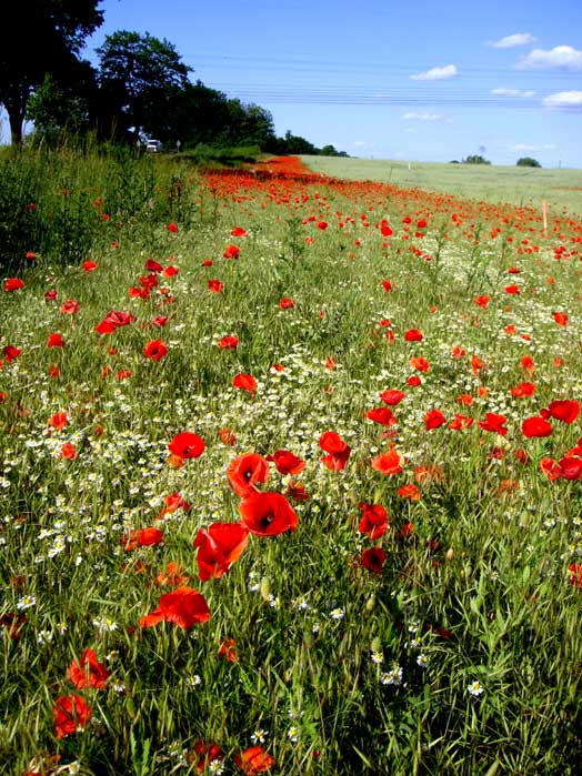 sommerwarschoen