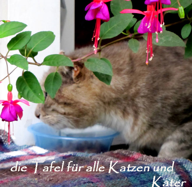 tttafelkattt