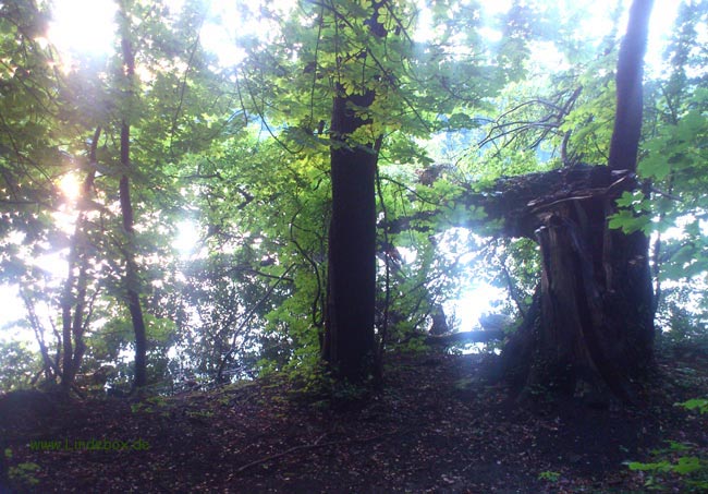 umgebrBaum