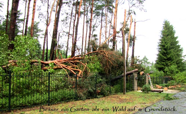 waldgrundstueckx waldgrundstueckx