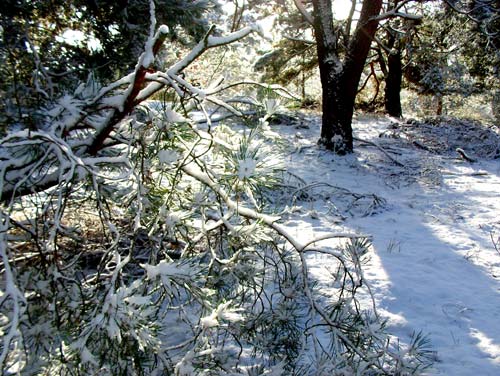 waldschnee