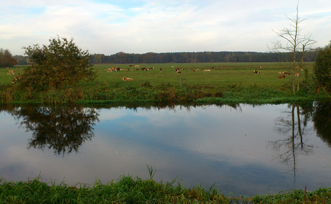 wieseundkuehe