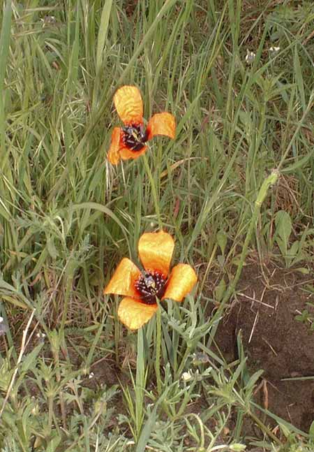 wiesenblume