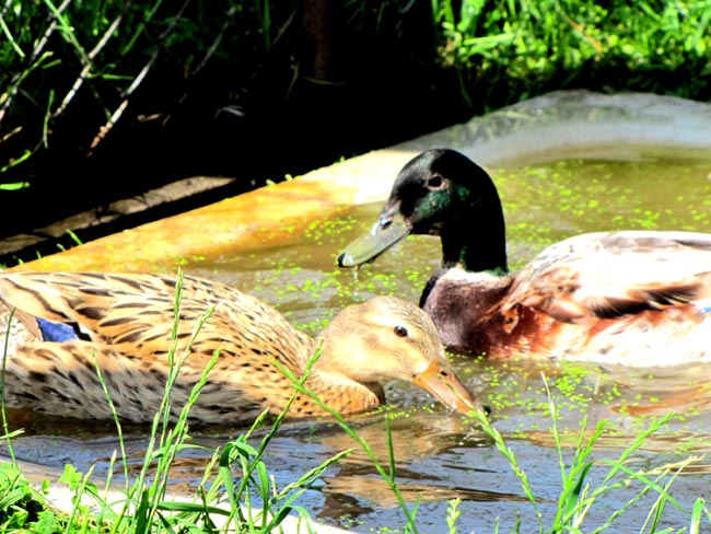 wildlanzkeenten