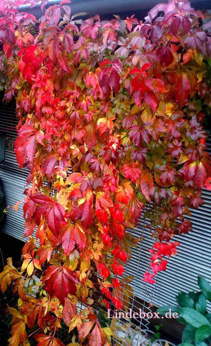 weinherbst