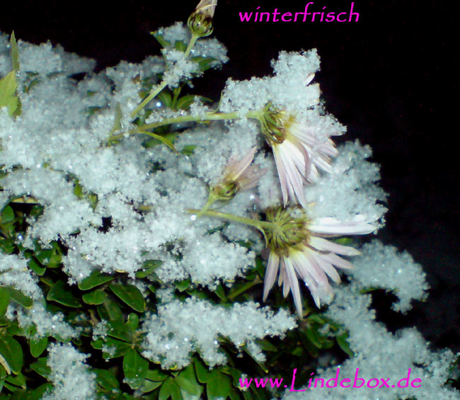 winterfrisch