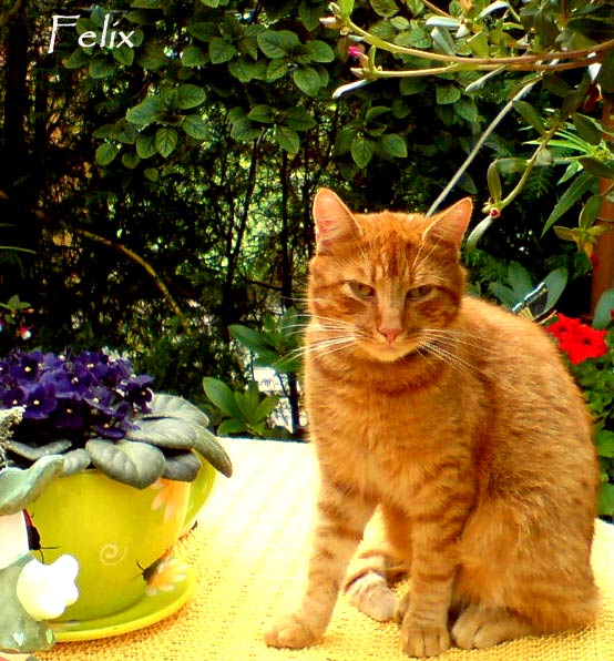 Ja bodo ich weiß schon wieder der kater Ja bodo ich weiß schon wieder der kater