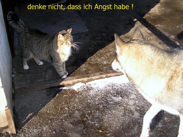 katerhund-1